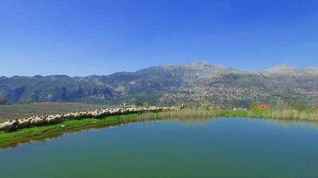 Drone shot of a shepherd watches his herd of sheeps at Lassa in Mount Lebanon