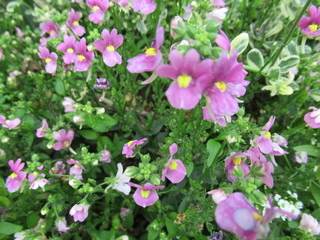 Fototapeta premium Flower Garden Japan