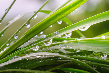 Green grass in nature with raindrops
