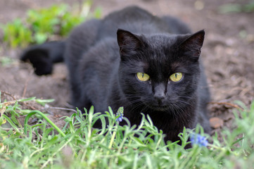 Naklejka na ściany i meble Black cat lie in wait in the garden, dark beast with light green eyes, beautiful animal, eye contact