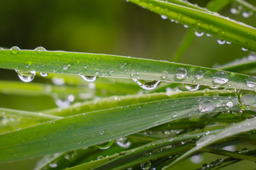 Green grass in nature with raindrops