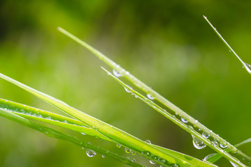 Green grass in nature with raindrops