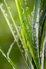 Green grass in nature with raindrops