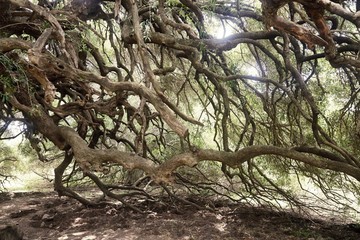 Olivastro millenario