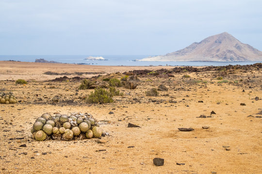 Cactus balls in Pan de Azucar National Park in Chile