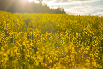 Sunny rape field - Blooming rapeseed, Poland - rapeseed honey