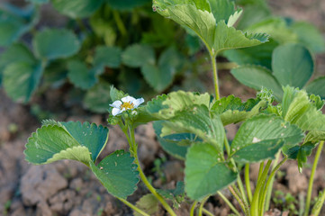 young strawberry blooms 