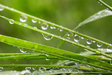 Green grass in nature with raindrops