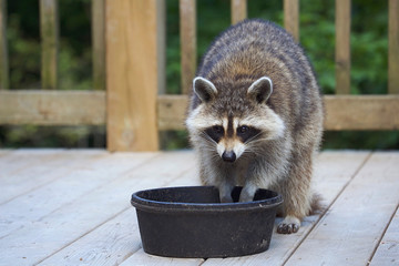 Closeup of a raccoon eating from food bowls on a weathered wooden deck in early evening.