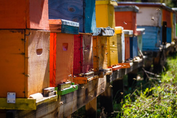 Fototapeta na wymiar Bee hives of different colors