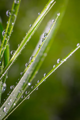 Green grass in nature with raindrops