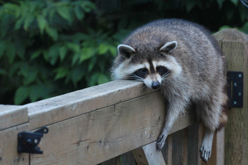 Raccoon resting on the railing of a weathered wooden deck,  on an extremely warm day.