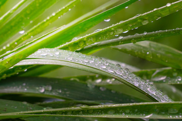 Green grass in nature with raindrops