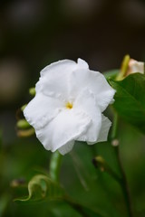 white flower in the garden