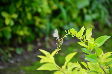 butterfly on flower