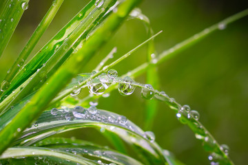 Green grass in nature with raindrops
