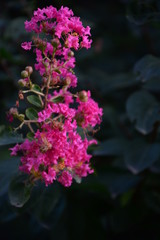 Pink flower in the garden