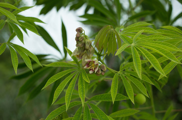 The tree cassava used a source of rubber also known as Manihot glaziovii. Flowers casava
