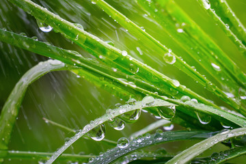 Green grass in nature with raindrops