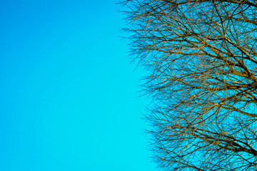 View of tree from below towards the sky