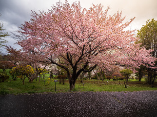 Sakura Otaru