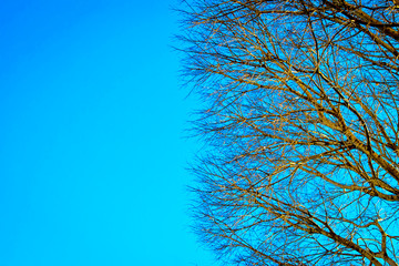 View of tree from below towards the sky