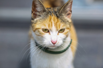 beautiful and cute kitten. street beautiful cat. profile picture of a lovely kitten.
