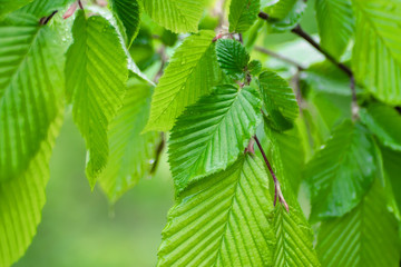 Green leaf with raindrops in the summer in nature develops in the wind