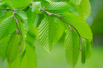 Green leaf with raindrops in the summer in nature develops in the wind