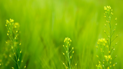 yellow flowers blooming in the fields in spring