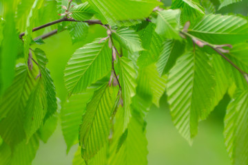 Green leaf with raindrops in the summer in nature develops in the wind