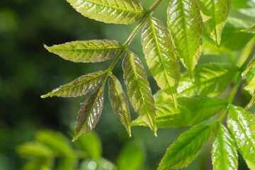 Green leaf with raindrops in the summer in nature develops in the wind