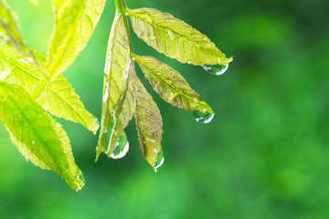 Green leaf with raindrops in the summer in nature develops in the wind