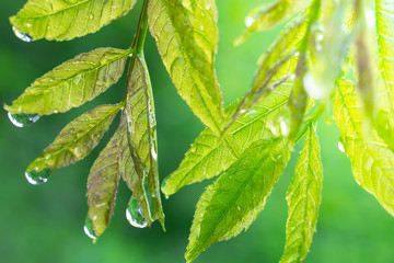 Green leaf with raindrops in the summer in nature develops in the wind