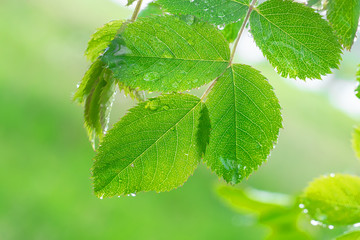 Green leaf with raindrops in the summer in nature develops in the wind