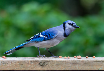 Blue jay snacking on shelled peanuts on the railing of a weathered wooden deck against a green leafy background.