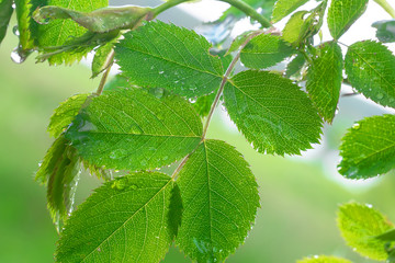 Green leaf with raindrops in the summer in nature develops in the wind