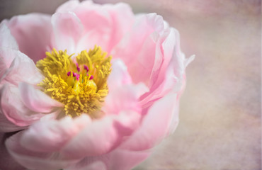 Peony flower Rose petals. Romantic  mood background.