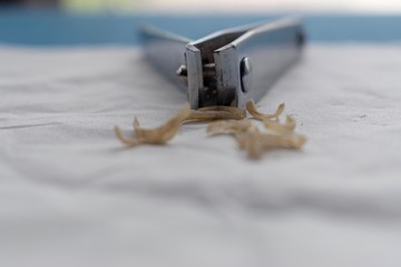 Nail cutter with clipped nails