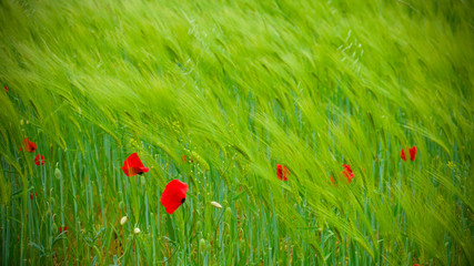 Field of poppy flower, wild tulip