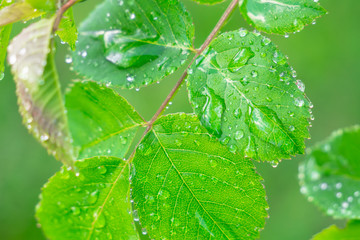 Green leaf with raindrops in the summer in nature develops in the wind