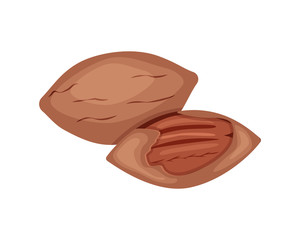Whole and half pecan nut vector illustration isolated on white