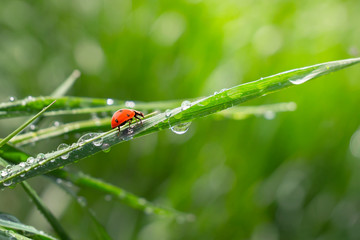 Ladybug on grass in summer in the field close-up
