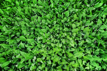 Obraz premium Many leaves and flowers of lily of the valley top view