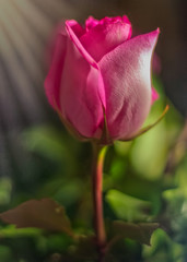 Red Rose with Sunbeams