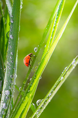 Obraz premium Ladybug on grass in summer in the field close-up