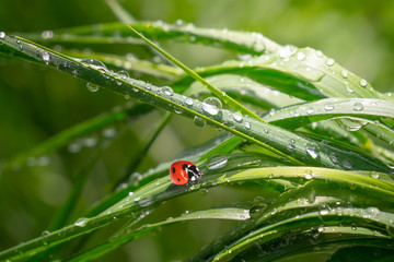 Ladybug on grass in summer in the field close-up