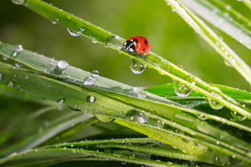 Ladybug on grass in summer in the field close-up