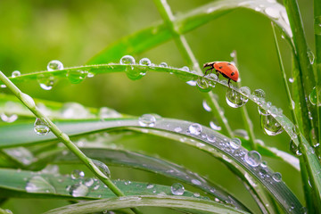 Ladybug on grass in summer in the field close-up