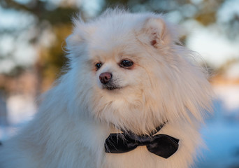 The German Spitz are descendants of the stone age peat dog “canis familiaris palustris Ruthimeyer” and the later pile spitz. They are considered the oldest breed in Central Europe.